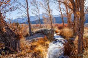 Pinyon Creek-9975